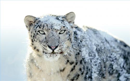 Slik slår du av snø Leopards 3D dock